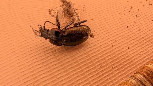 Bronze Ground Beetle