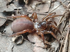 Myrmekiaphila