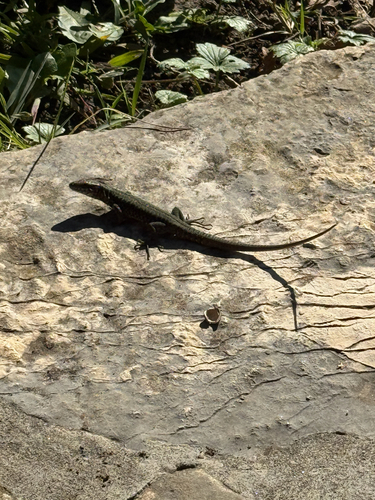 Common Wall Lizard