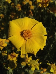 Leptosyne calliopsidea