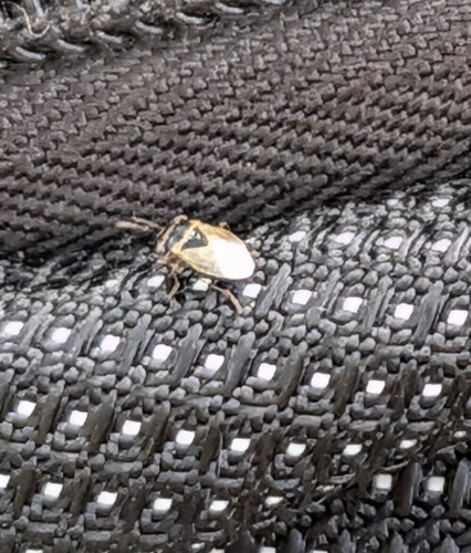 Geocoris megacephalus