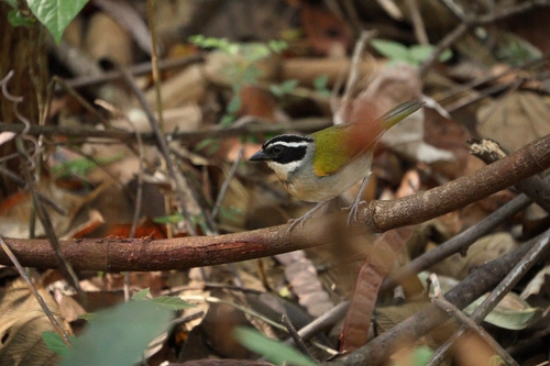 Pectoral Sparrow
