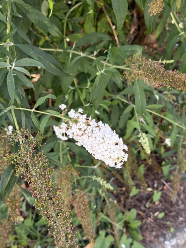 Butterfly bush