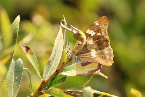 Lesser Purple Emperor
