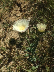 Malacothrix coulteri