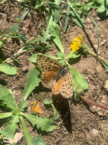 Spotted Fritillary