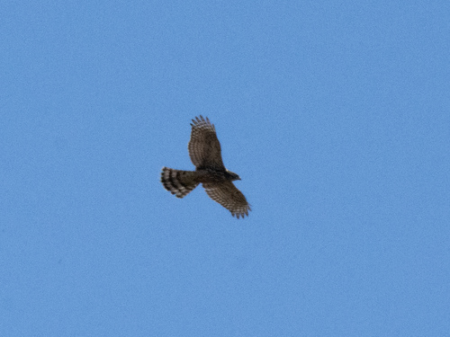 Eurasian Goshawk