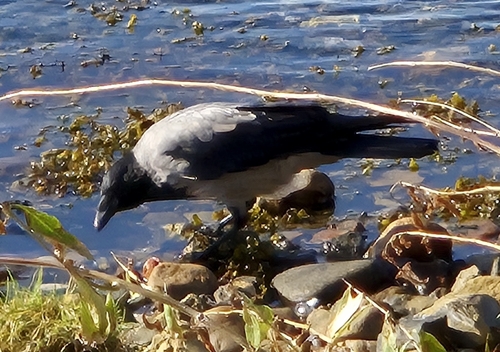 Hooded Crow