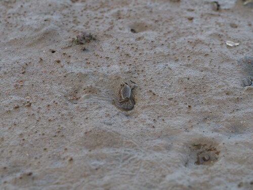 Macrophthalmus convexus observed 2026-09-27