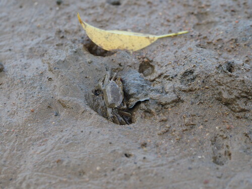 Macrophthalmus convexus observed 2026-09-27