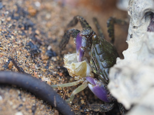 Metopograpsus frontalis observed 2026-09-27