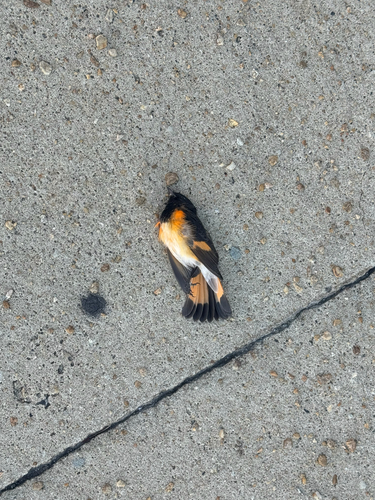 American Redstart