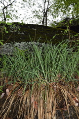 Carex biltmoreana