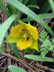 Calochortus monophyllus