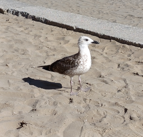 Yellow-legged Gull