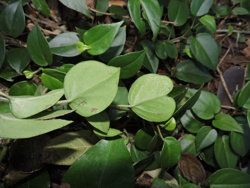 Peperomia nitida, photograph 1