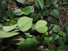 Peperomia nitida, photograph Fabrício Mil Homens Riella, CC BY, iNaturalist via GBIF