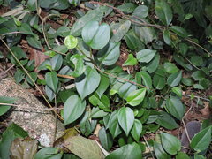 Peperomia nitida