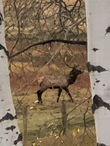 Wapiti