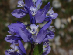 Polygala amara