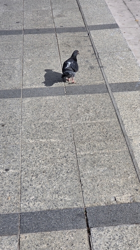 Feral Pigeon