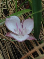 Calochortus minimus