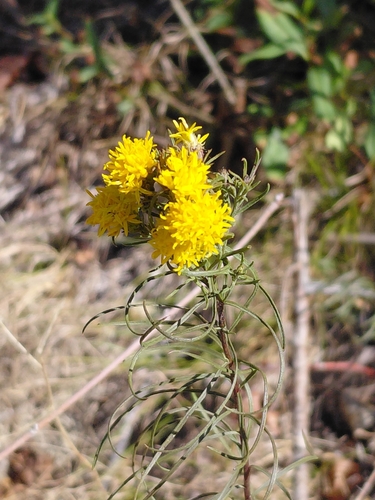 Goldilocks Aster