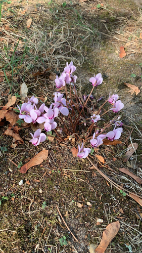 Ivy-leaved cyclamen
