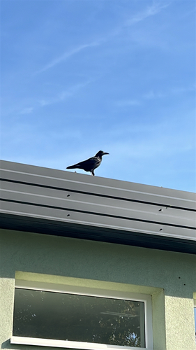 Rook