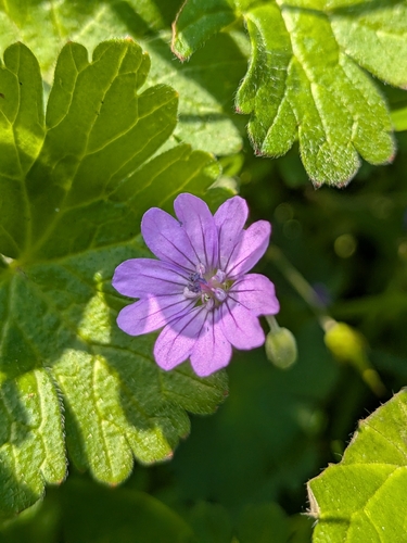 Hedgerow Crane's-bill