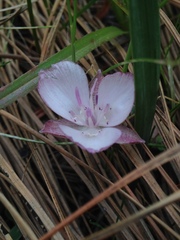 Calochortus minimus