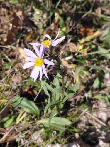 Italian Aster