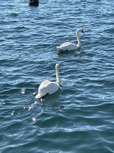Mute Swan