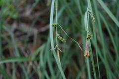Carex biltmoreana