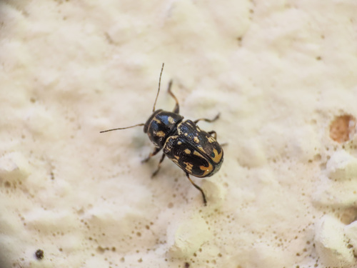 Pachybrachis exclusus