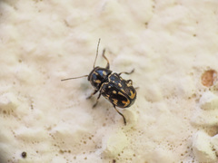 Pachybrachis exclusus etruscus