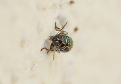 Pachybrachis exclusus etruscus