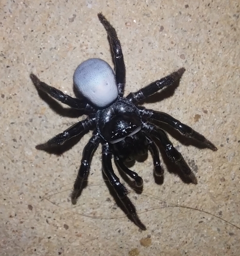 Northern Mouse Spider