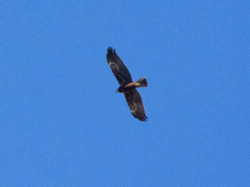 Western Marsh Harrier