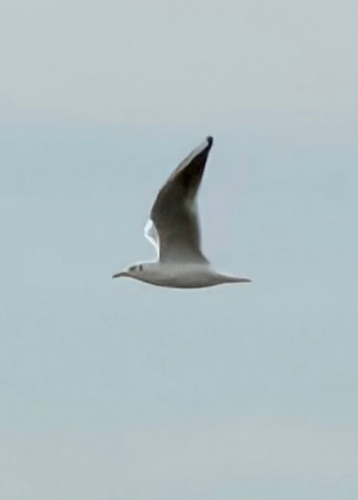 Black-headed Gull