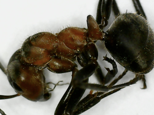 Black-backed meadow ant