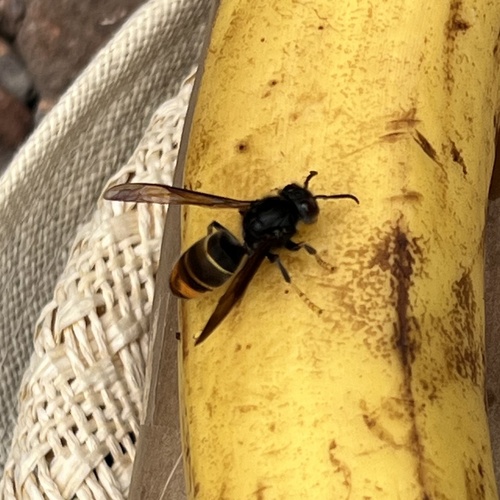 Yellow-legged Hornet