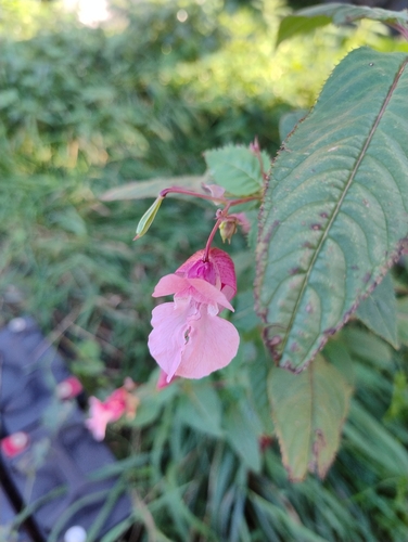 Himalayan balsam