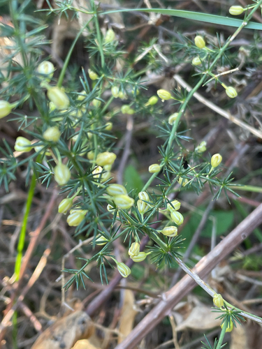 Spiny Asparagus