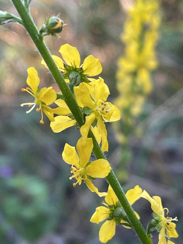 common agrimony