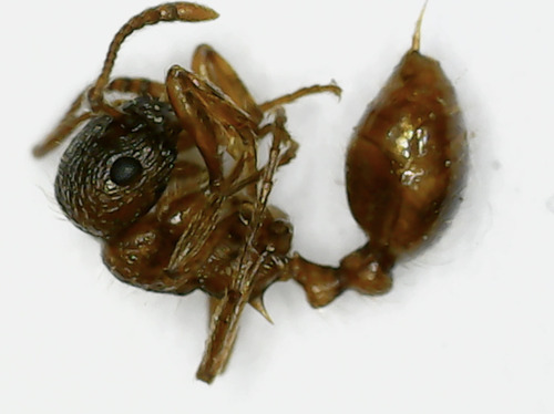 European fire ant