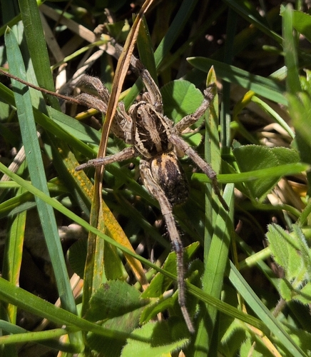 Radiated Wolf Spider