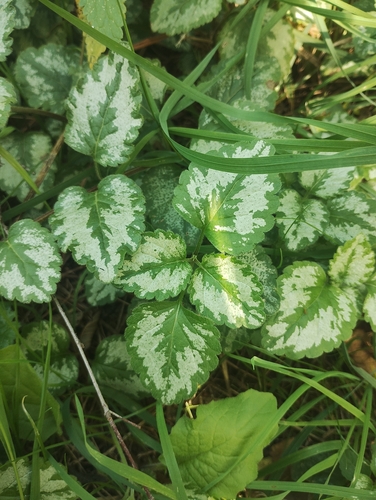 Variegated Yellow Archangel