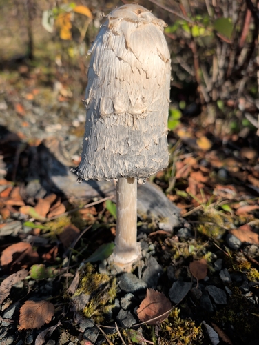 Shaggy Mane