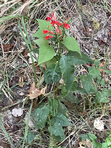 cardinal flower